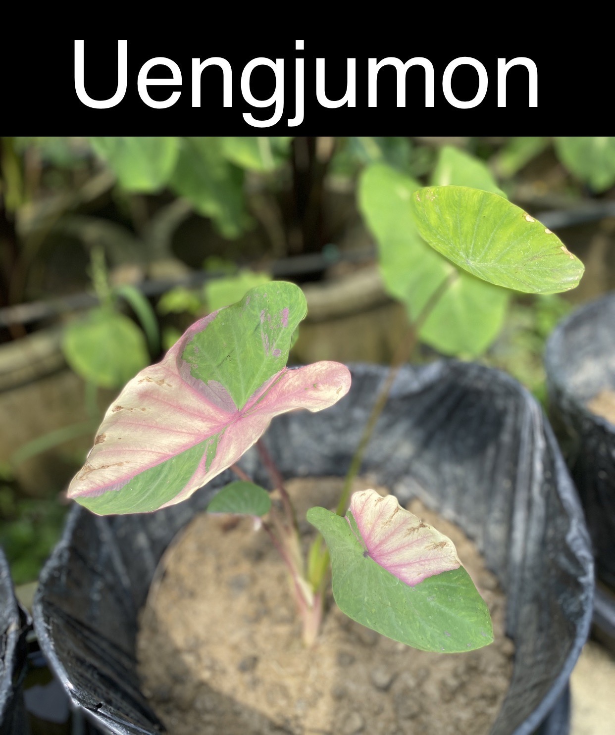 Colocasia uengjumon - Image 2