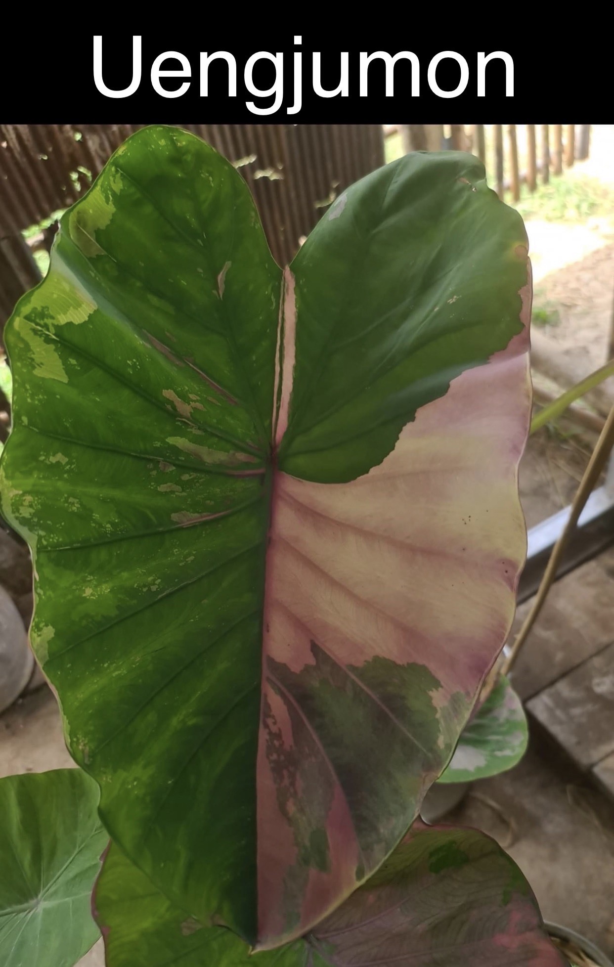 Colocasia uengjumon