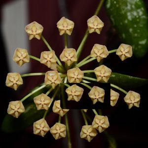 Hoya VL9 ( rooted cutting )