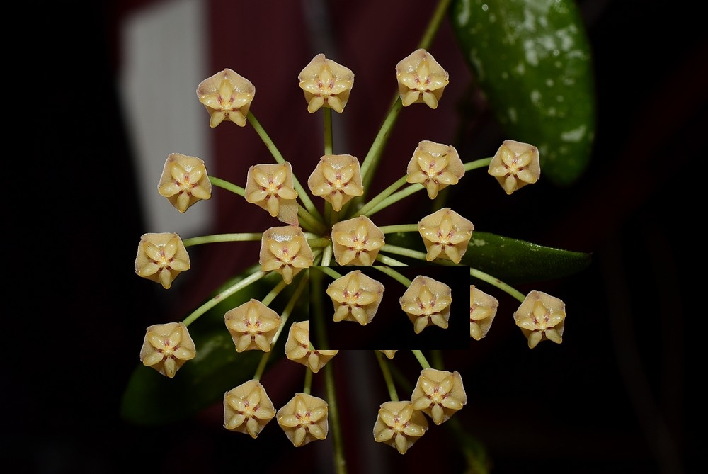 Hoya VL9 ( rooted cutting )