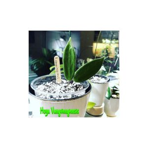 Hoya vangviengiensis  ( rooted cutting )