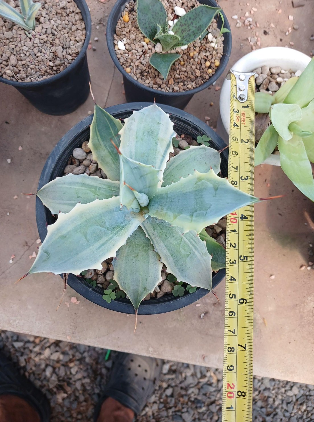 Agave verschaffeltii variegated