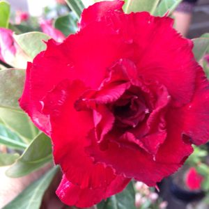 Adenium Vietnam red