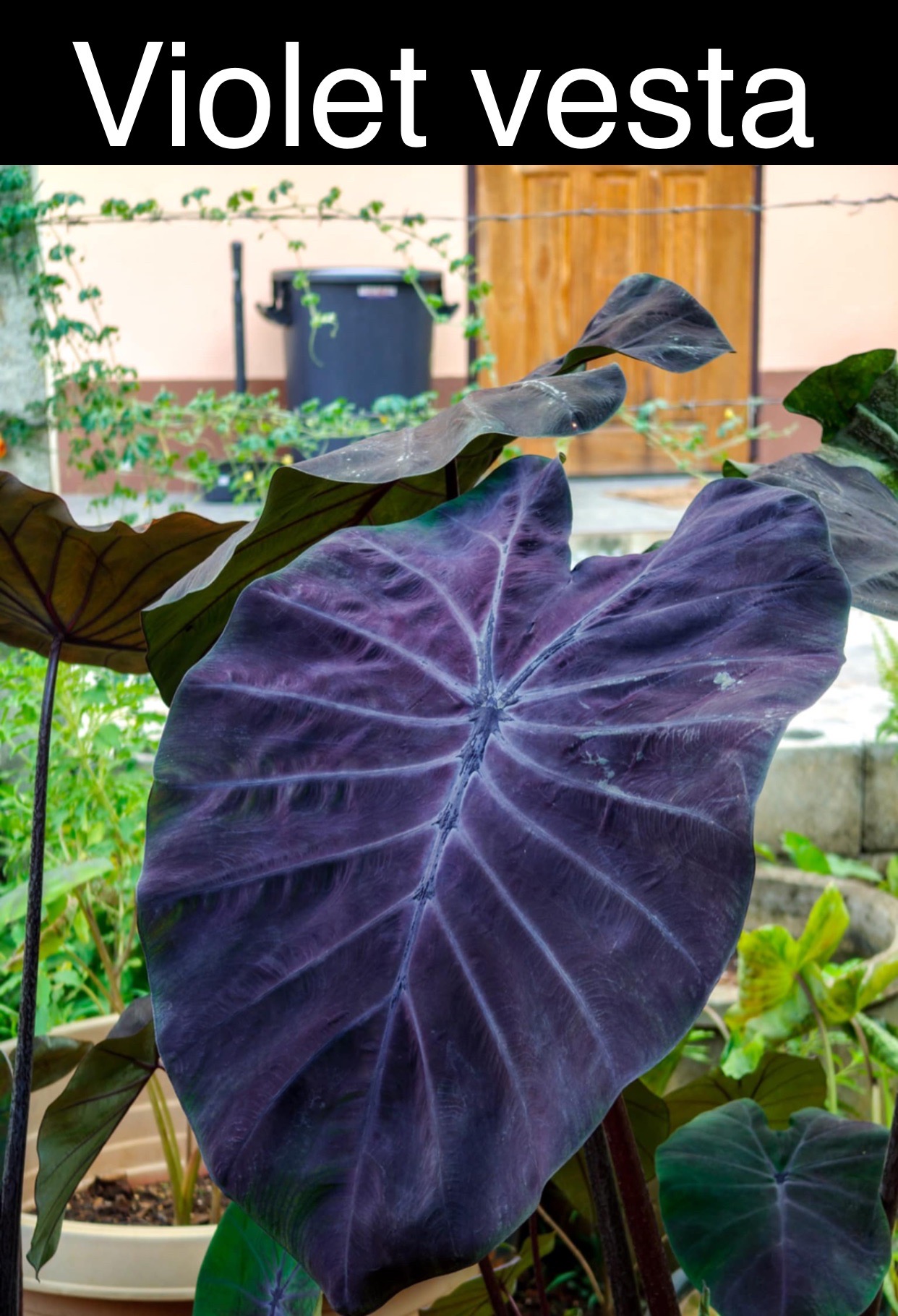 Colocasia violet vesta - Image 2