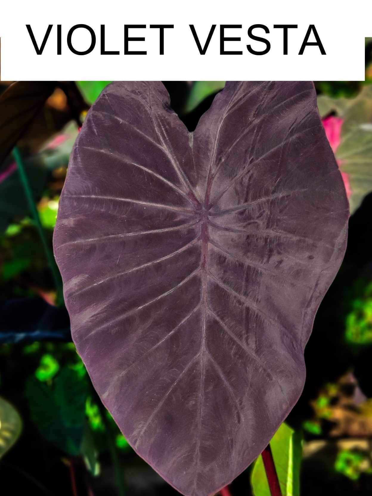 Colocasia violet vesta