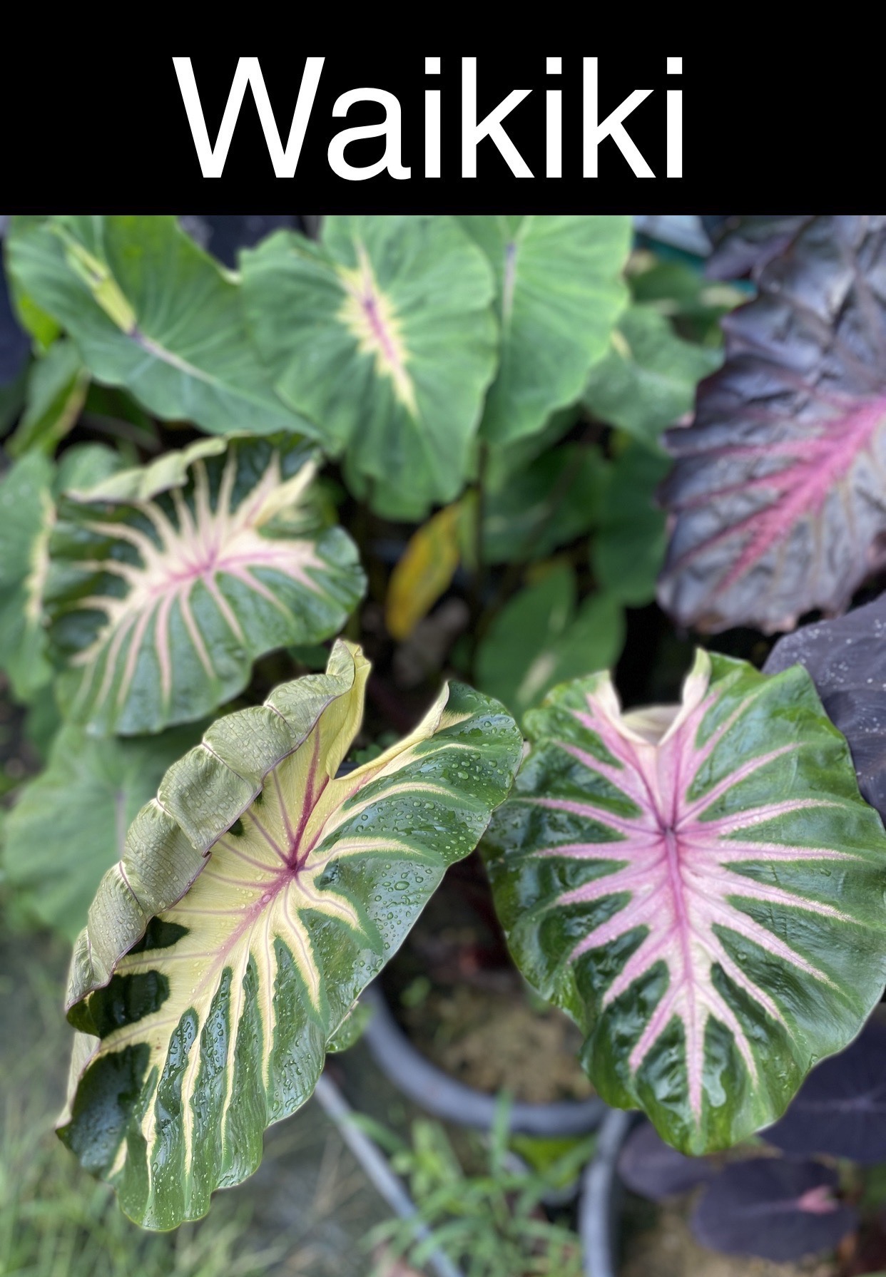 Colocasia waikiki - Image 3