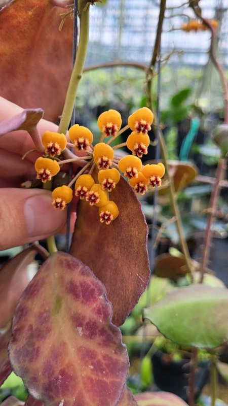 Hoya waymaniae (large)