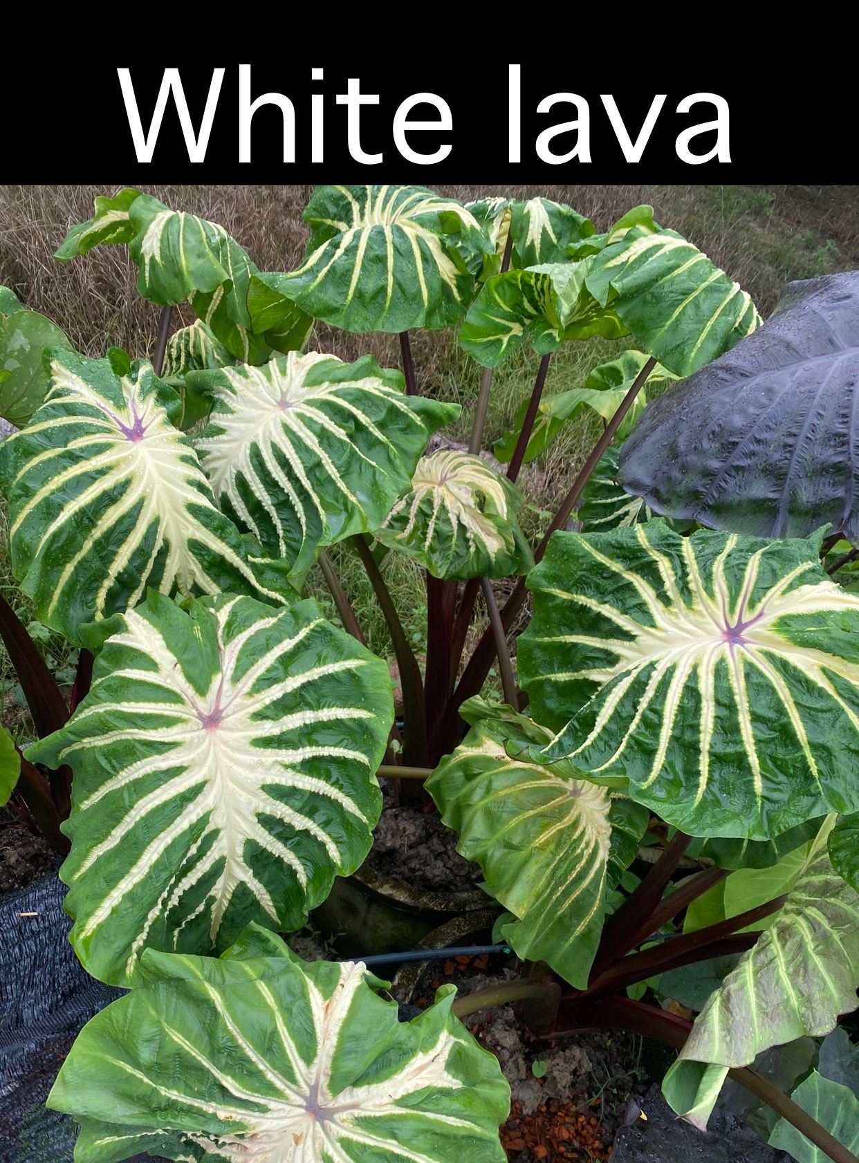 Colocasia White Lava - Image 3