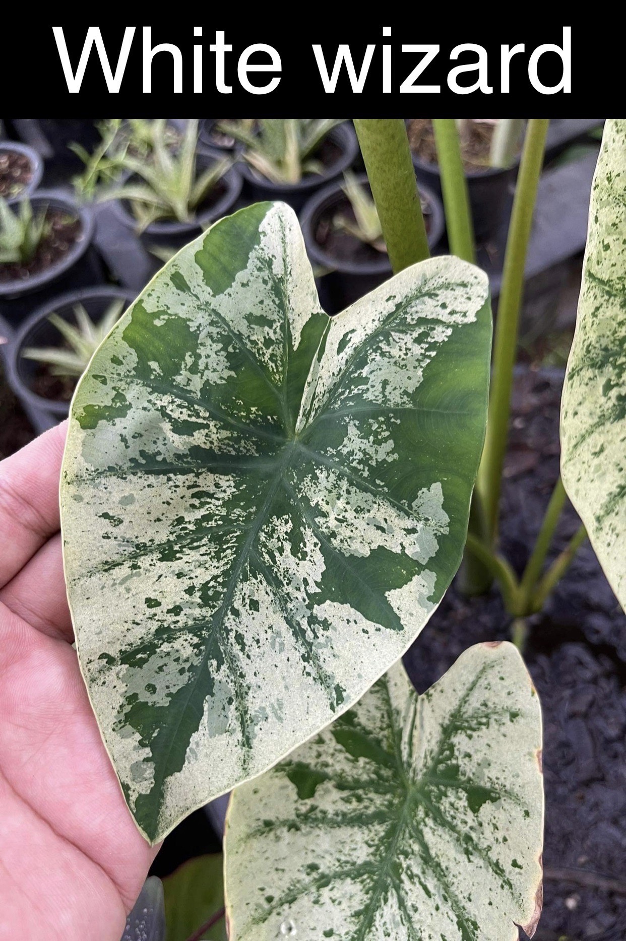 Colocasia white wizard