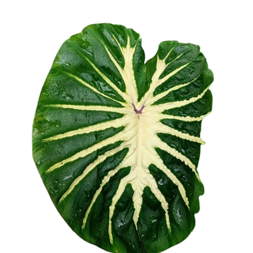 Colocasia White Lava - Image 2