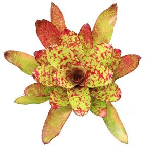 Neoregelia Winnie The Pooh