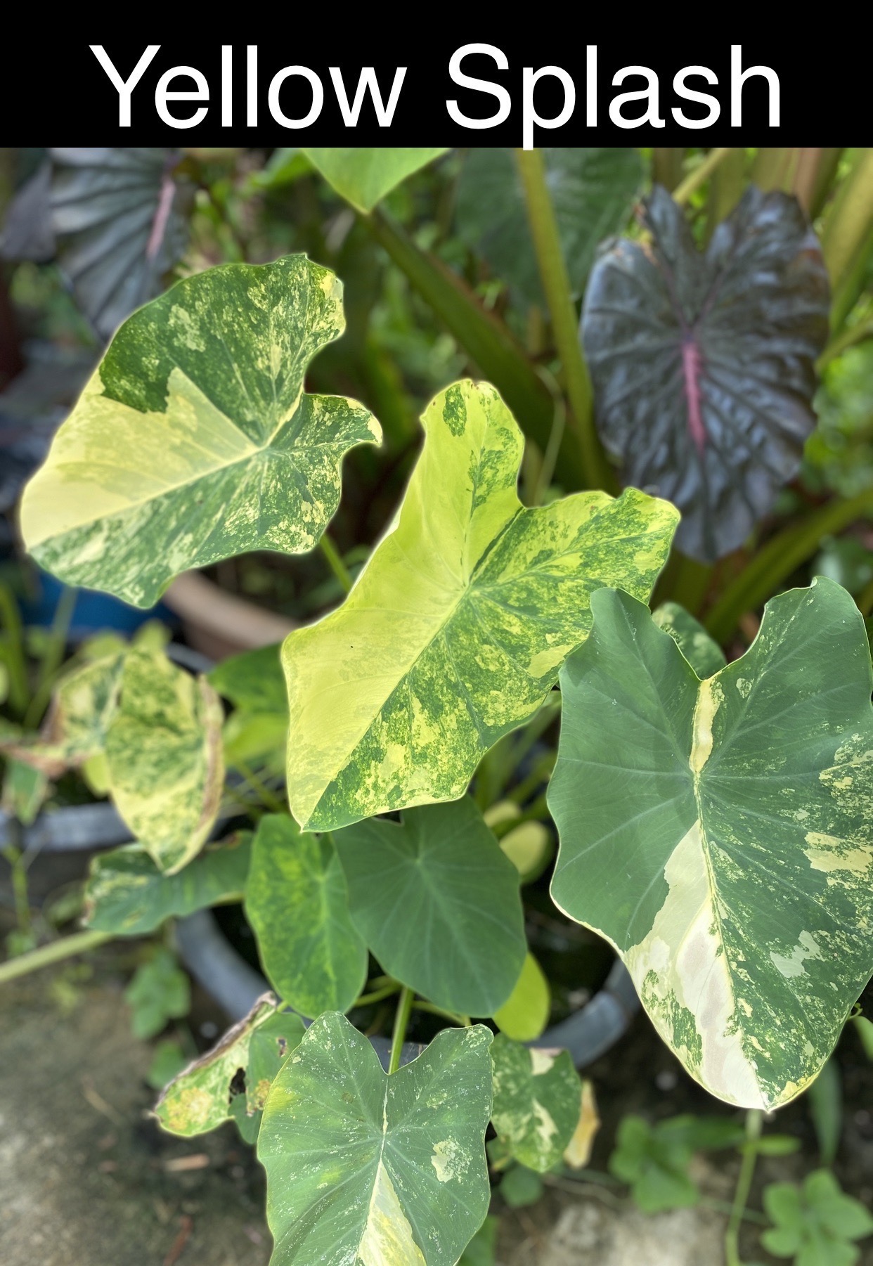 Colocasia Yellow Splash - Image 4