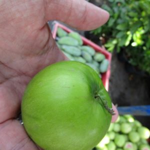 Chinese jujube