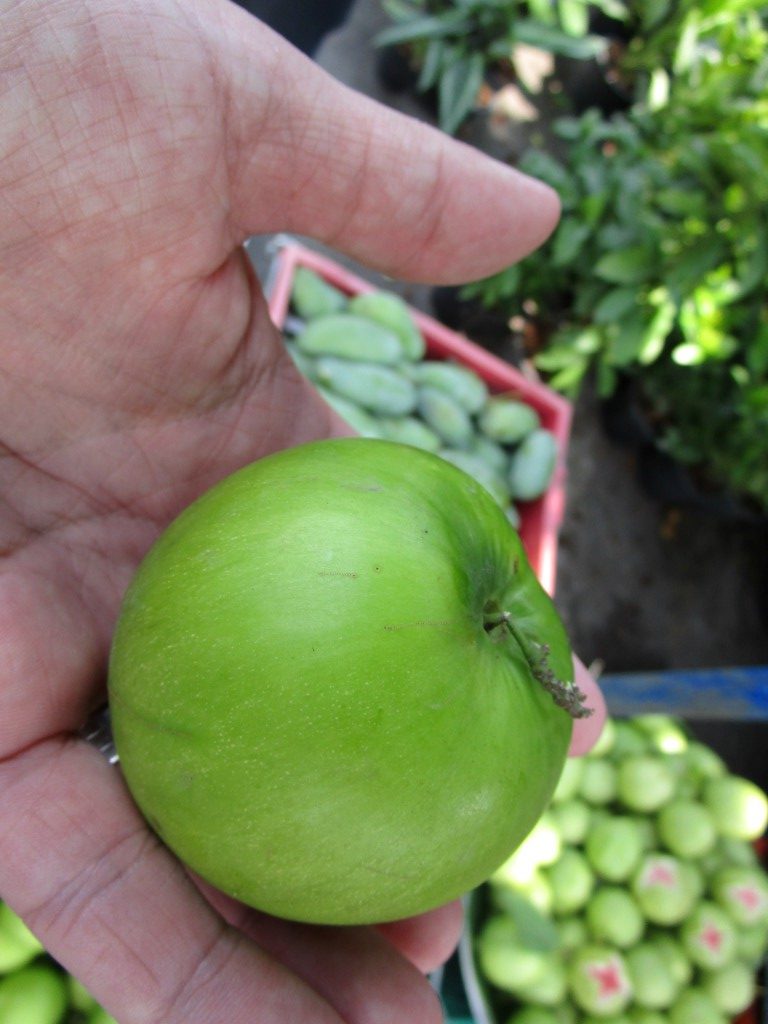 Chinese jujube