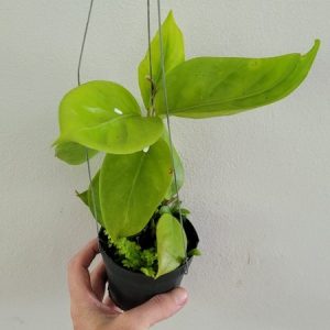 Hoya SP. aff. nervosa (large)