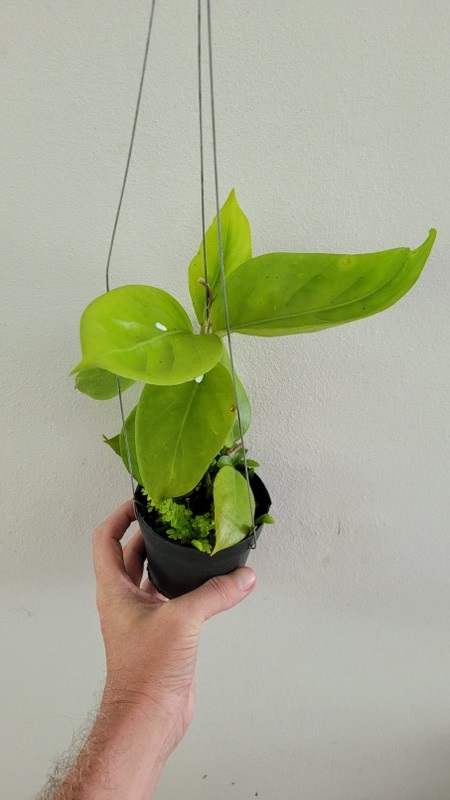 Hoya SP. aff. nervosa (large)