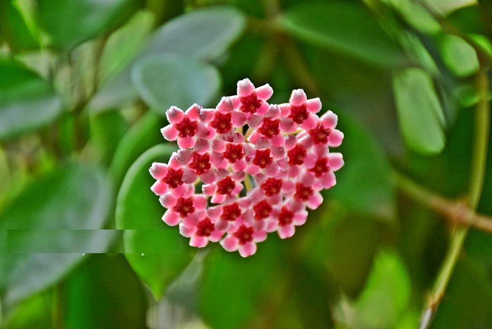 Hoya affinis halophila ( rooted cutting )