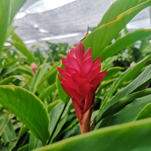 Alpinia purpurata red