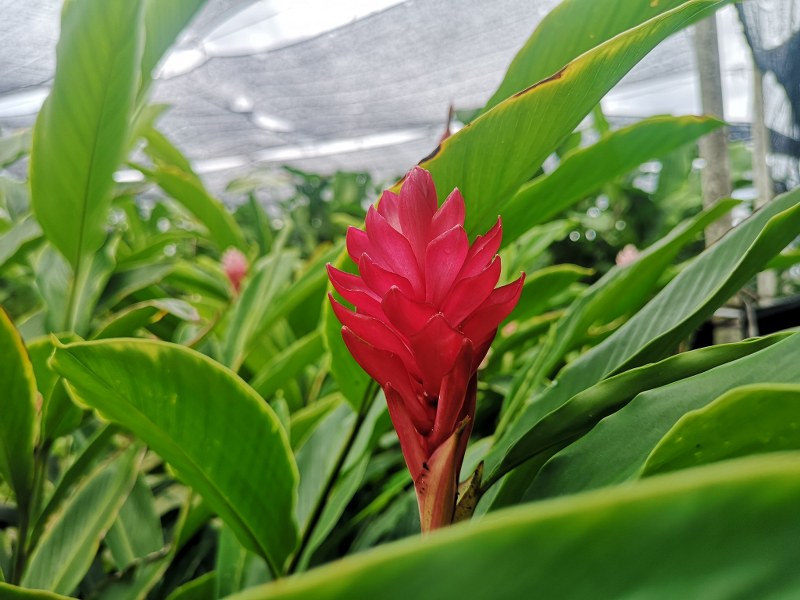 Alpinia purpurata red