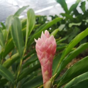 Alpinia purpurata pink