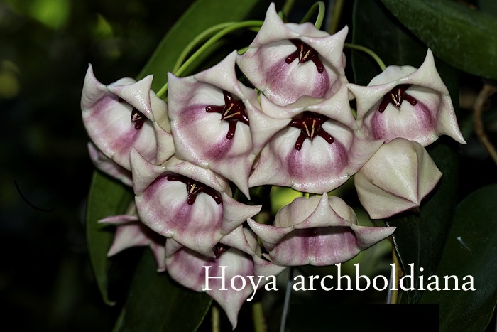 Hoya archiboldiana white (Large)