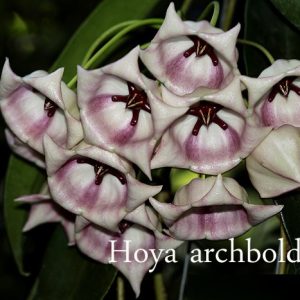 Hoya archiboldiana white ( rooted cutting )