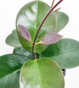 Hoya australis circle leaf  ( rooted cutting )