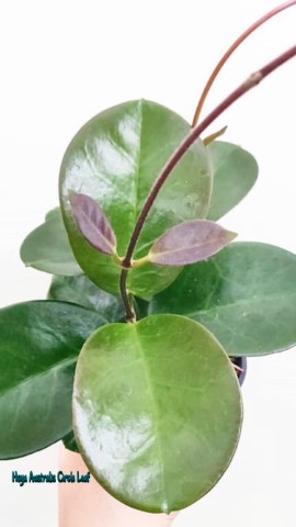 Hoya australis circle leaf  ( rooted cutting )