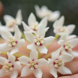 Hoya australis ssp sanae ( rooted cutting )