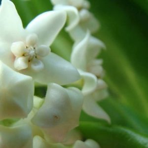Hoya australis ssp. oramicola ( rooted cutting )