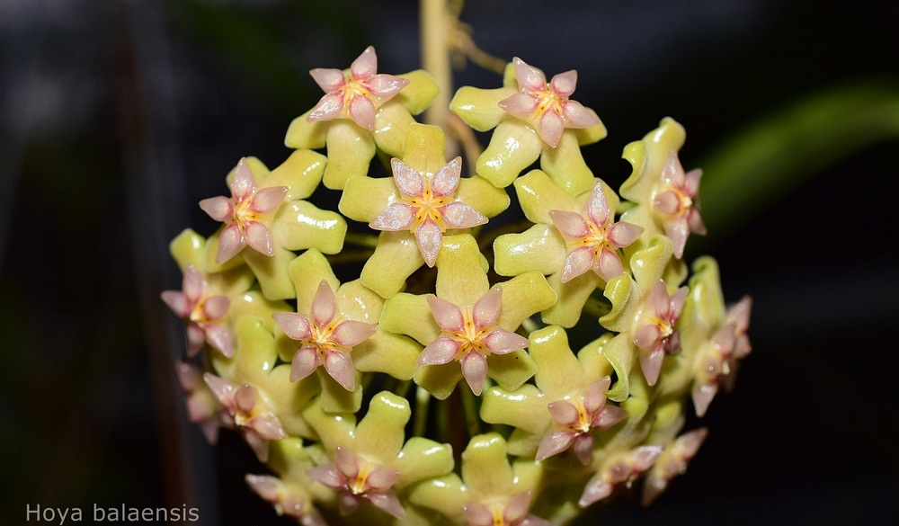 Hoya balaensis Big leaves (large) - Image 2