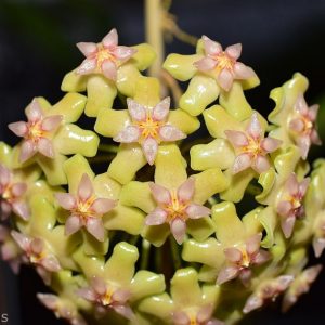 Hoya balaensis splash ( rooted cutting )