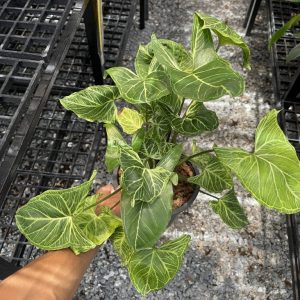 Syngonium Podophyllum 'Batik'