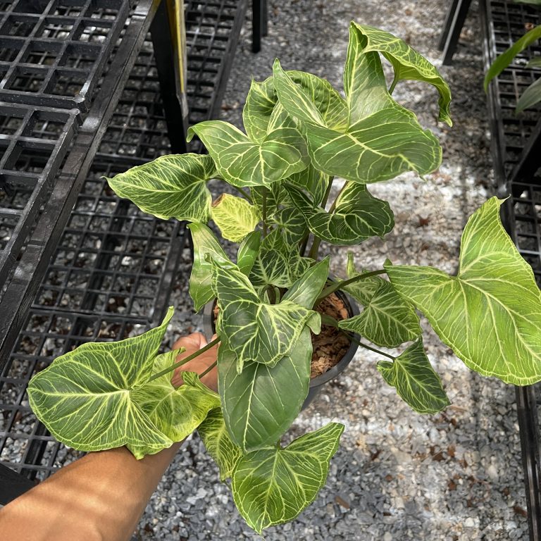 Syngonium Podophyllum 'Batik'