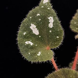 Begonia jiewhoei