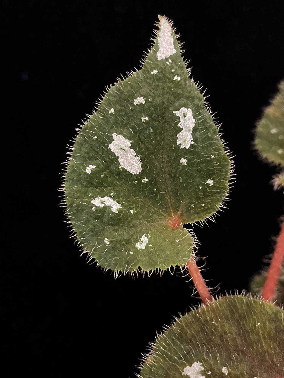 Begonia jiewhoei