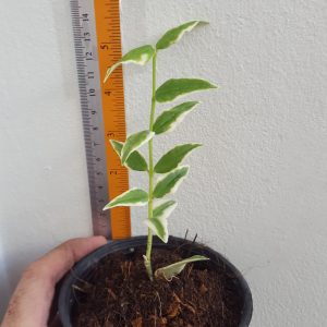 Hoya bella albomarginata ( rooted cutting )
