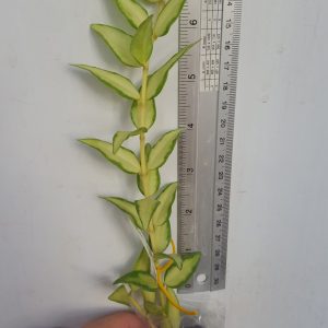 Hoya bella variegata  ( rooted cutting )