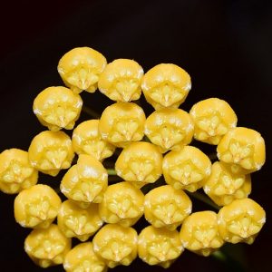Hoya benitotanii ( rooted cutting )