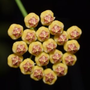 Hoya bicknelii IML1597 ( rooted cutting )