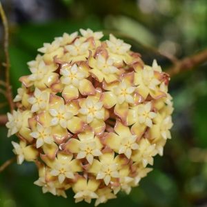 Hoya bicolor ( rooted cutting )