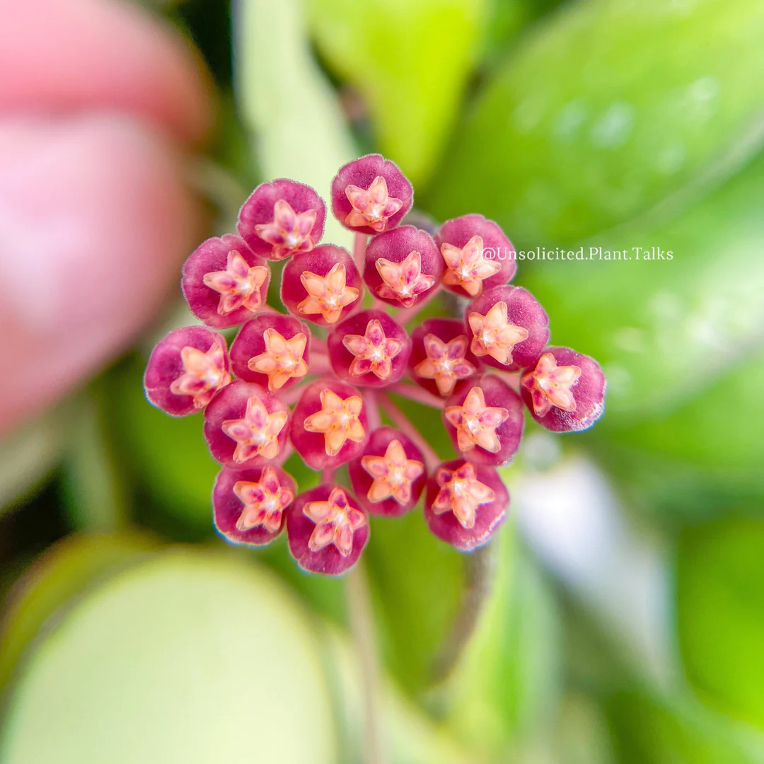Hoya bilobata (Large) - Image 2