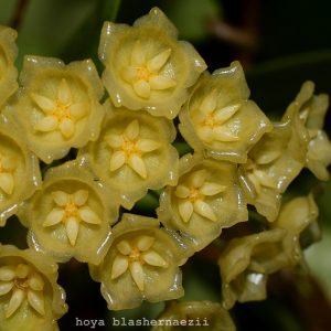 Hoya blashernaezii ( rooted cutting )