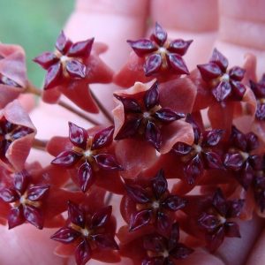 Hoya bordenii ( rooted cutting )