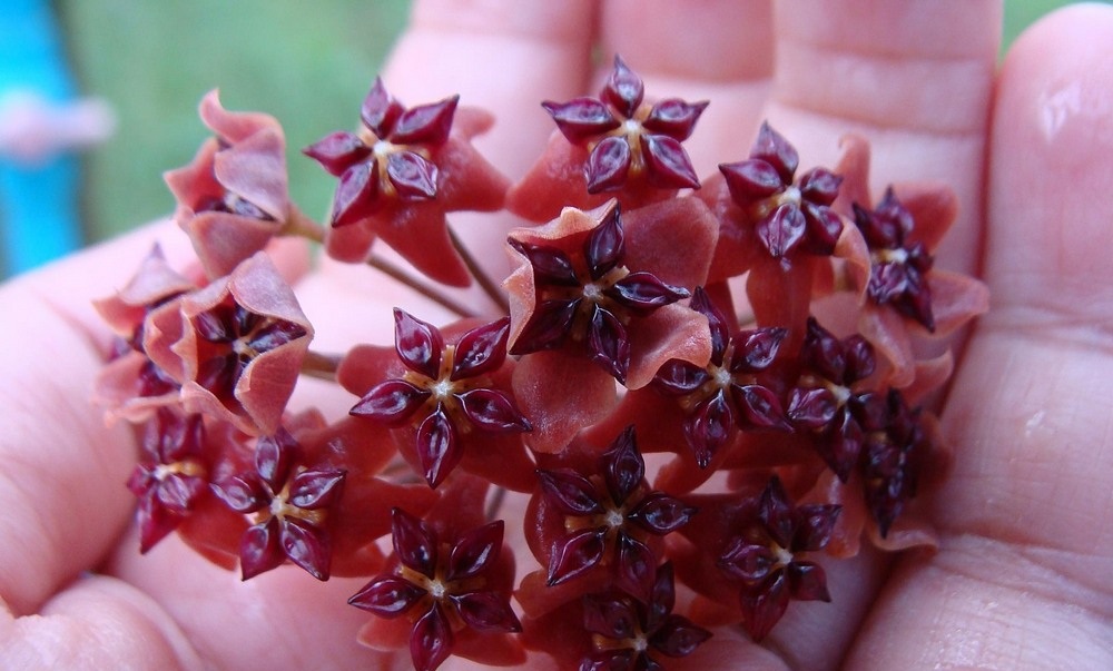 Hoya bordenii ( rooted cutting )