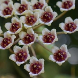 Hoya brevialata ( rooted cutting )