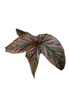 Begonia brevirimosa .botanical - Image 2