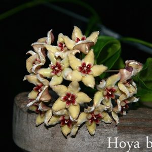 Hoya buotii sunrise ( rooted cutting )