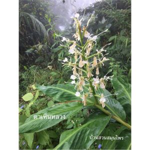 Hedichium coronarium White