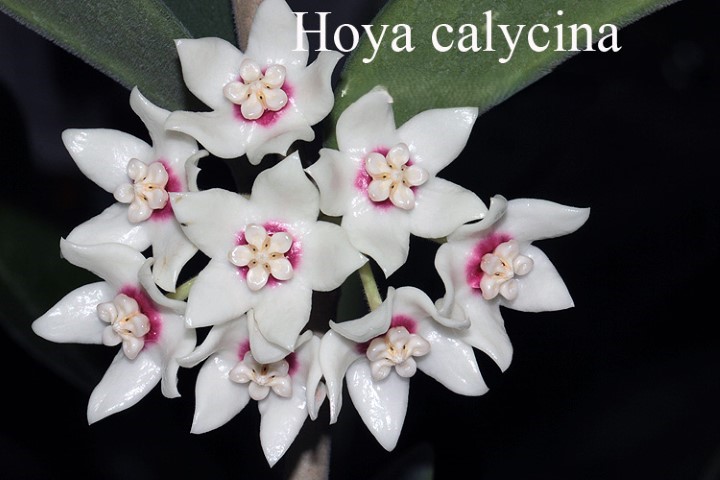 Hoya calycina ( rooted cutting )